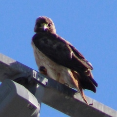 Buteo jamaicensis