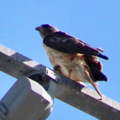 Buteo jamaicensis