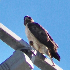 Buteo jamaicensis