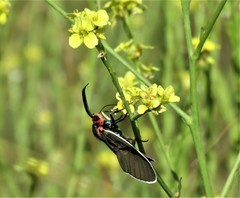 Ctenucha multifaria
