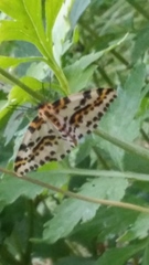 Abraxas grossulariata