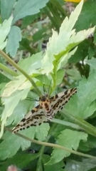 Abraxas grossulariata