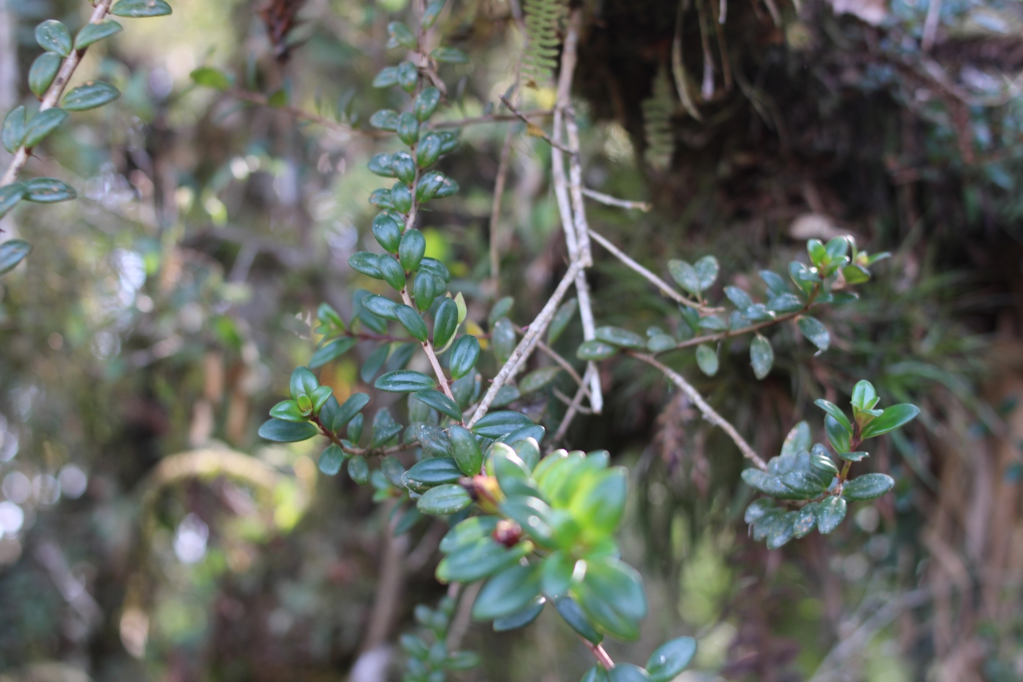 Nematanthus australis