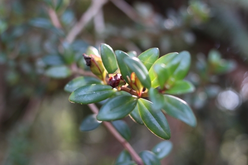 Nematanthus australis, photograph 1