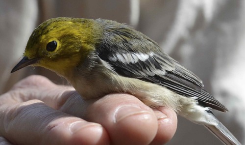 iNaturalist observation photo of Hermit Warbler