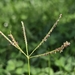 Bermuda Grass - Photo (c) Věra Kafková, some rights reserved (CC BY-NC), uploaded by Věra Kafková