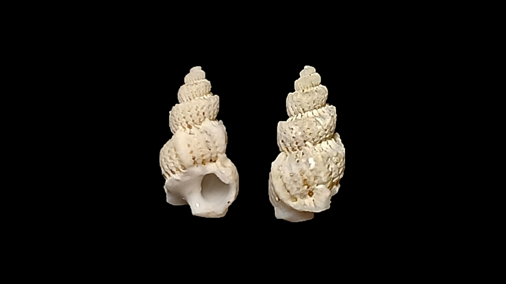 Cirsotrema pumiceum