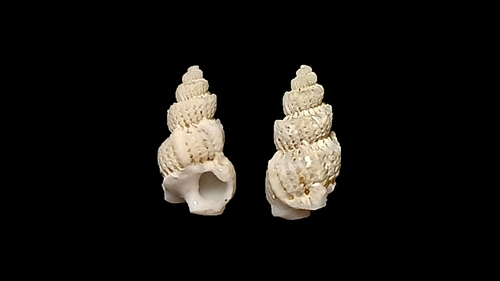 Cirsotrema pumiceum
