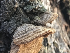 Porodaedalea