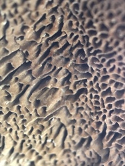 Porodaedalea