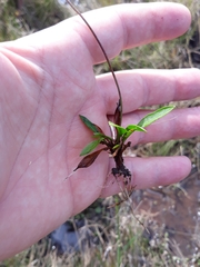 Helanthium
