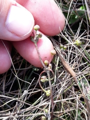 Helanthium