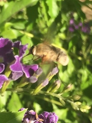 Heterostylum robustum