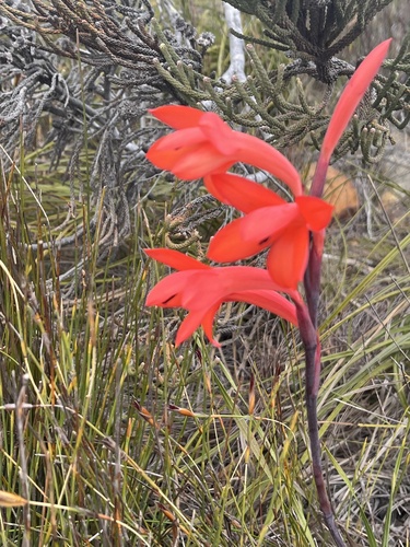 Image of Watsonia spectabilis by (c) Sean Privett, some rights reserved (CC BY-SA)