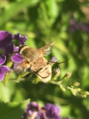 Heterostylum robustum