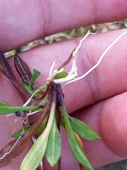 Helanthium
