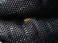 Entomobrya clitellaria
