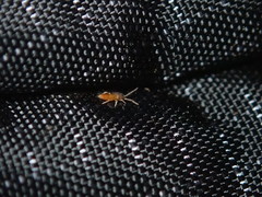 Entomobrya clitellaria