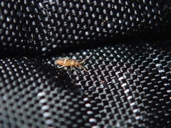Entomobrya clitellaria