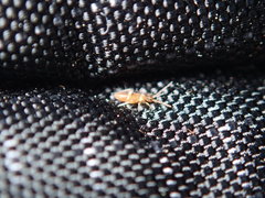 Entomobrya clitellaria