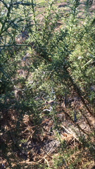 Uloborus walckenaerius