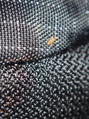 Entomobrya clitellaria