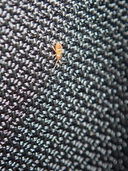 Entomobrya clitellaria