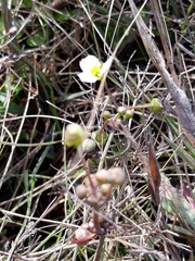 Helanthium