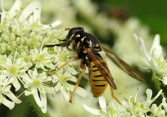 Temnostoma vespiforme