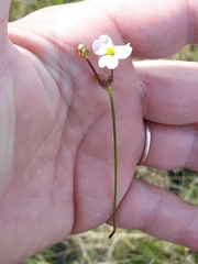 Helanthium