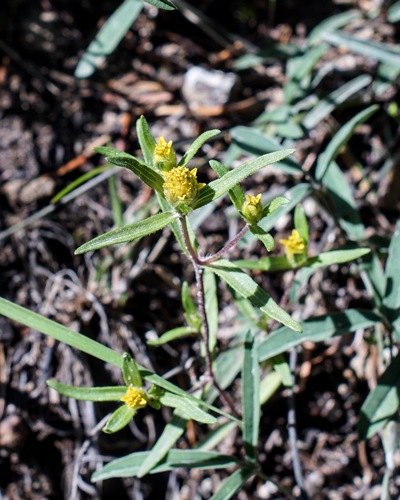 Image of Sanvitalia abertii by (c) Andrew Tree, some rights reserved (CC BY)