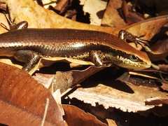 Copeoglossum nigropunctatum