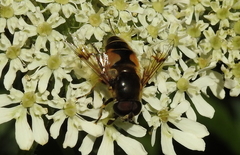 Eristalis horticola