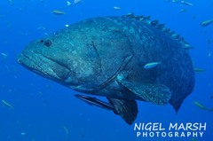 Epinephelus lanceolatus