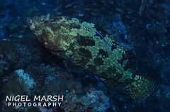 Epinephelus fuscoguttatus