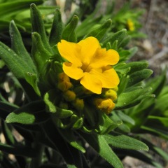 Lithospermum canescens