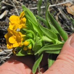 Lithospermum canescens