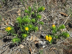 Lithospermum canescens