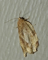 Choristoneura fractivittana