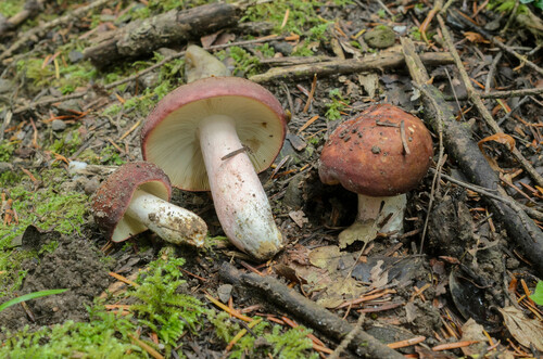 Russula olivacea (Schaeff.) Fr.