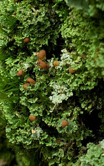 Cladonia caespiticia