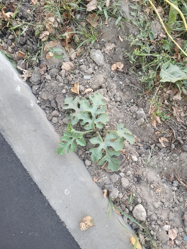 Наблюдение на iNaturalist