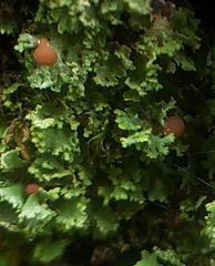 Cladonia caespiticia