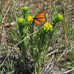 Lithospermum canescens