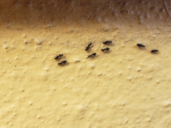 Technomyrmex difficilis