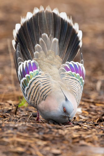 Crested Pigeon, photo 8 of 9
