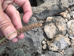 Astrolepis cochisensis