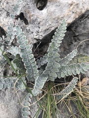 Astrolepis cochisensis