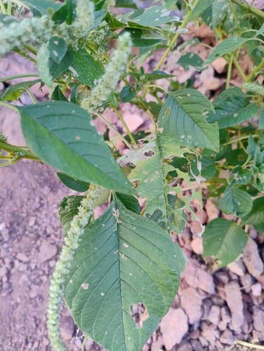 Watson's amaranth (Amaranthus watsonii)