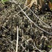 Cladonia decorticata - Photo (c) Rob Curtis, alguns direitos reservados (CC BY-NC-SA), uploaded by Rob Curtis